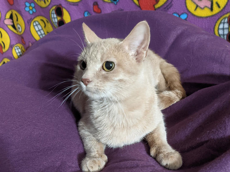 Apricot – Adopted!