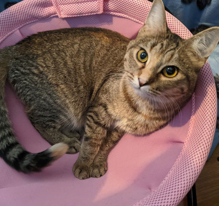 Theia – Adopted!