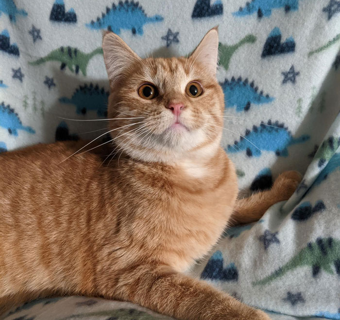Finn – Adopted!