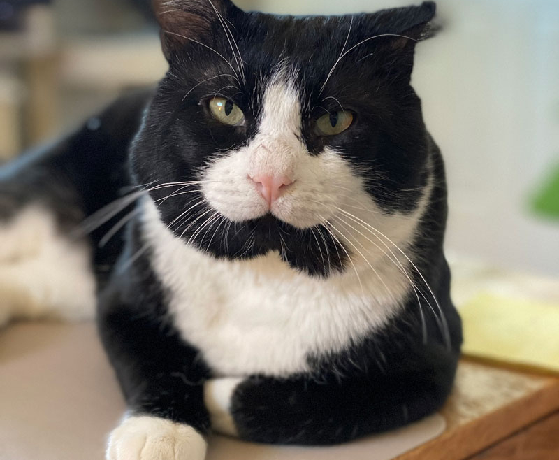 Big Boy Banks – Adopted! – The Cafe Meow
