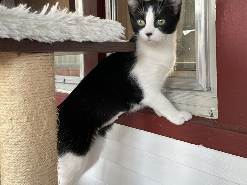 Pumbette – Adopted!