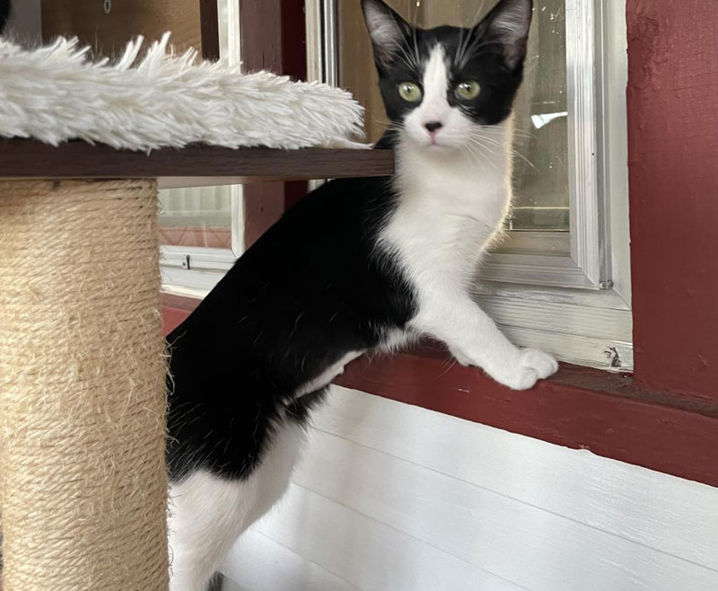 Pumbette – Adopted!