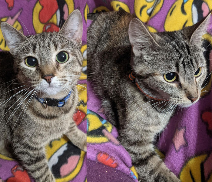 Dawn and Jeanne – Adopted!