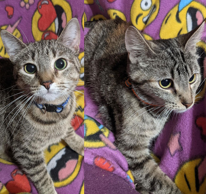 Dawn and Jeanne – Adopted!