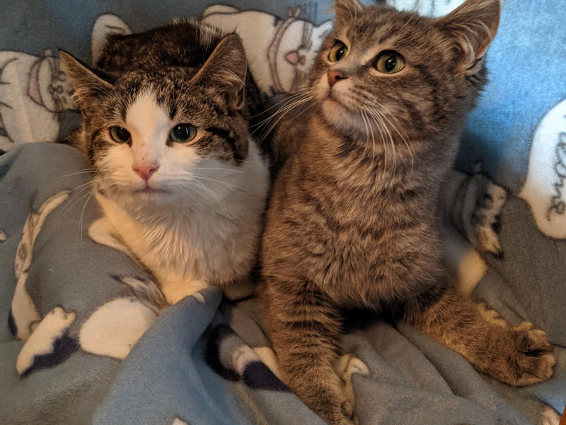 Mimsy and Wilson – Adopted!