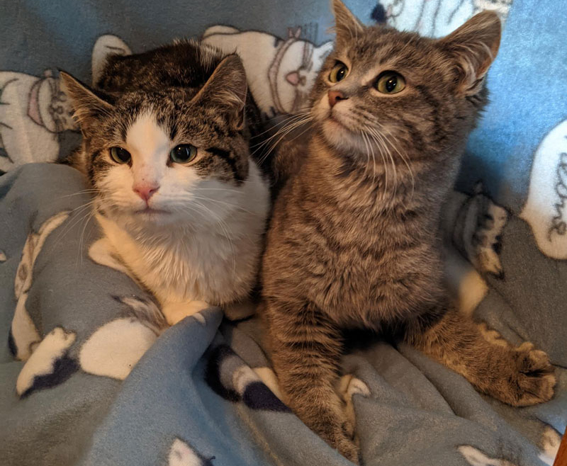 Mimsy and Wilson – Adopted!