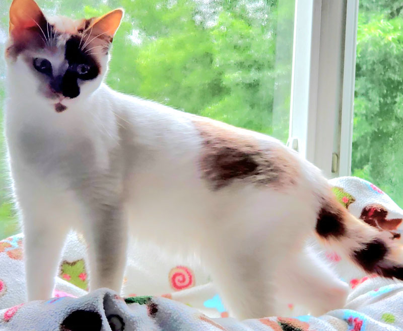 Pretty Miss Kitty – Adopted!