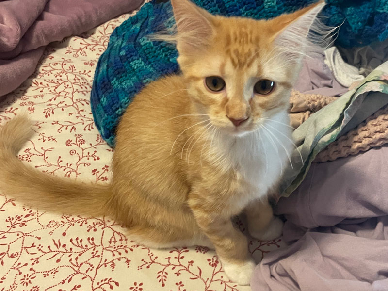 Stephen – Adopted!