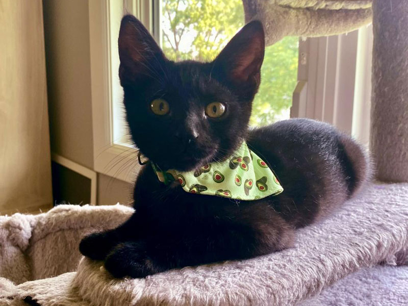 Avocado – Adopted!