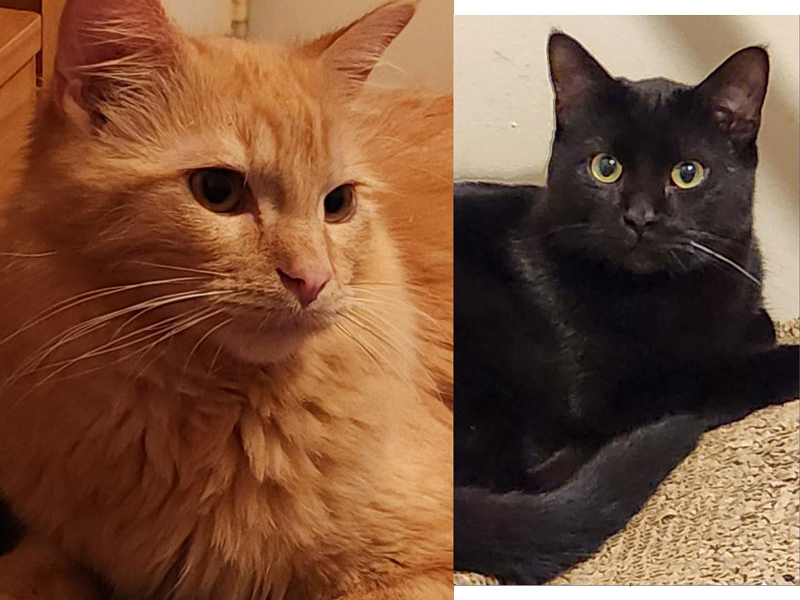 Sun Dancer and Shadow Dancer – Adopted!