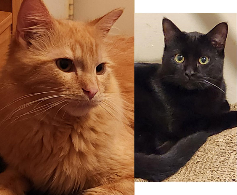 Sun Dancer and Shadow Dancer – Adopted!