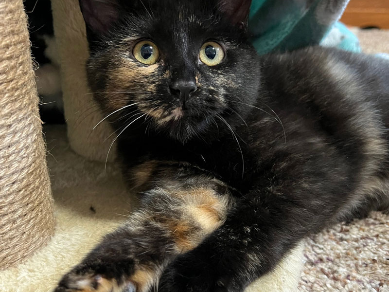 Mor – Adopted!