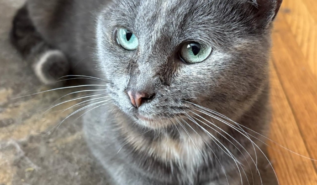Miley – Adopted!