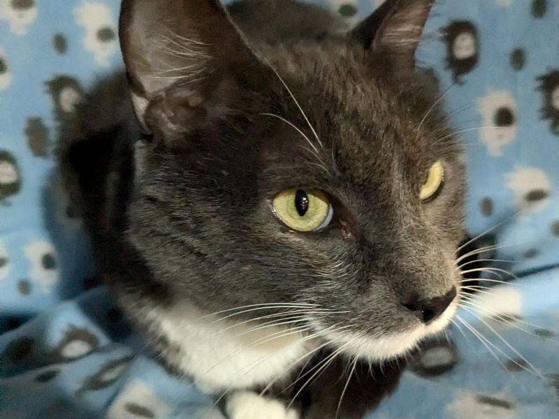 Stanley – Adopted!