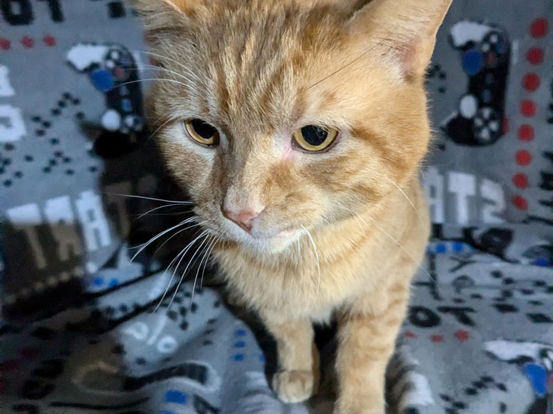 Houston – Adopted!