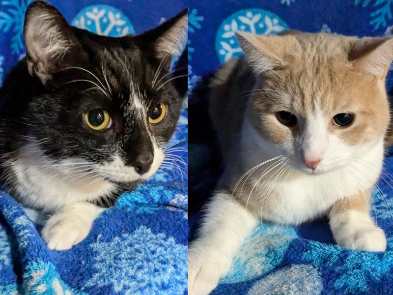 Riff & Raff -Adopted!