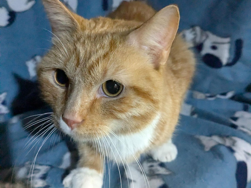 McPeach – Adopted!