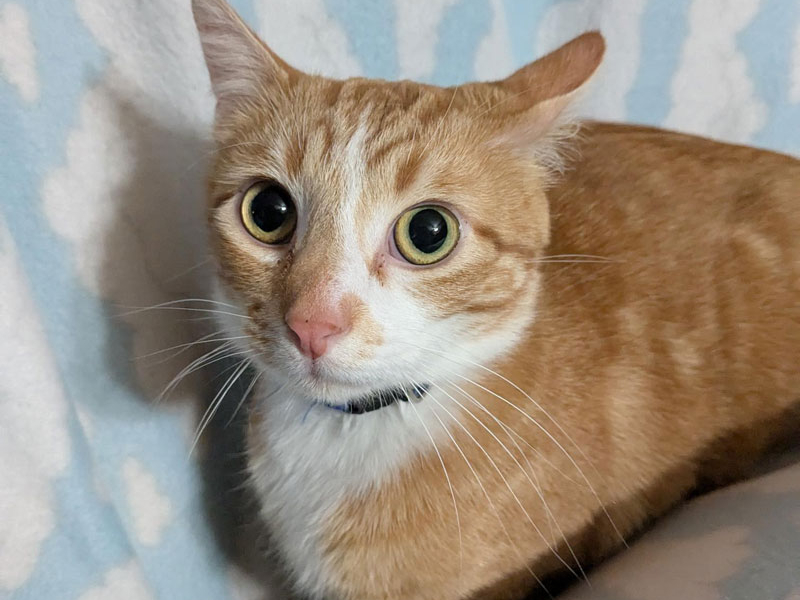 Taffy – Adopted!