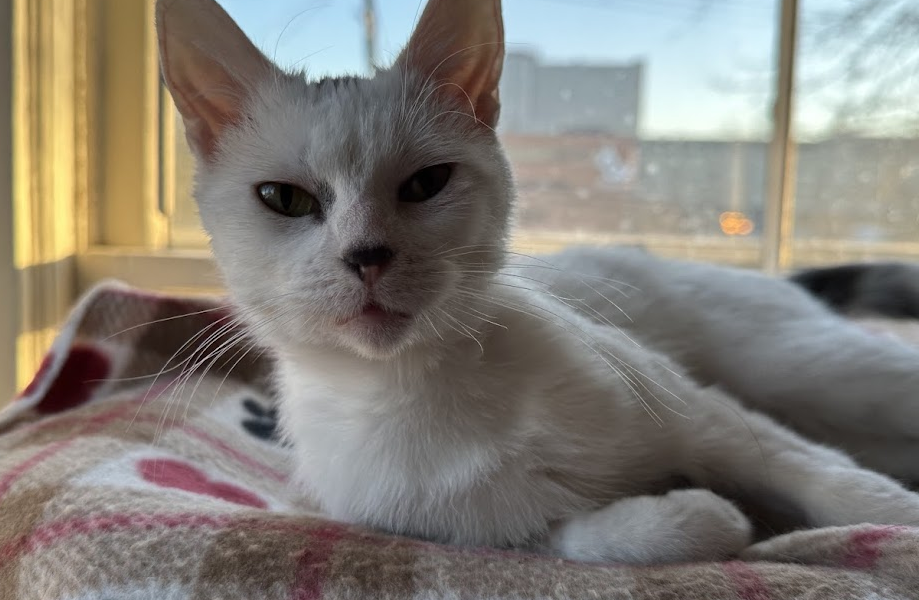 Ahtohallan – Adopted!