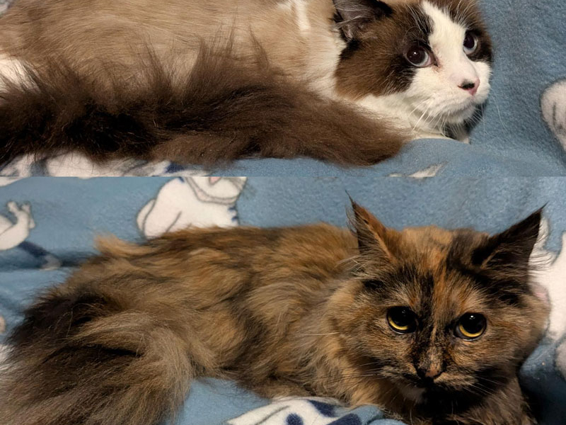 Francisca and Montego – Adopted!