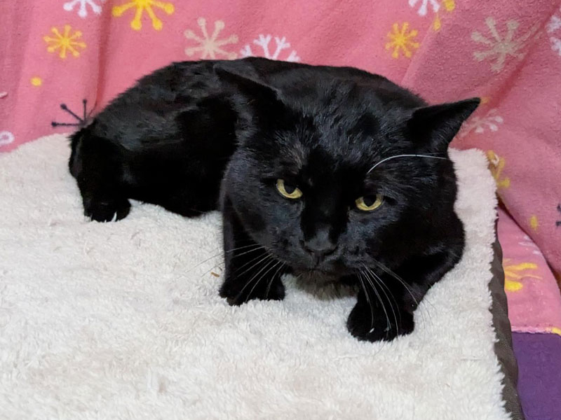 Houdini – Adopted!