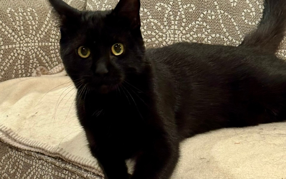 BooBear – Adopted!