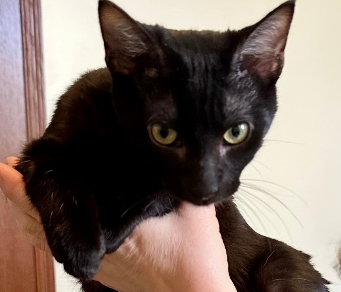 Brutus – Adopted!