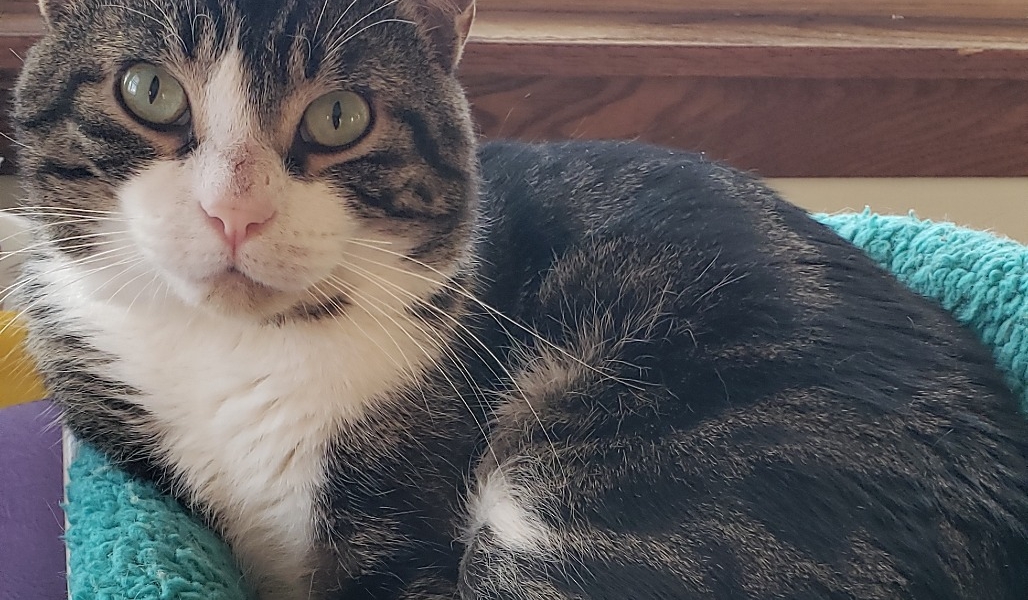 Toe Beans McGuire – Adopted!