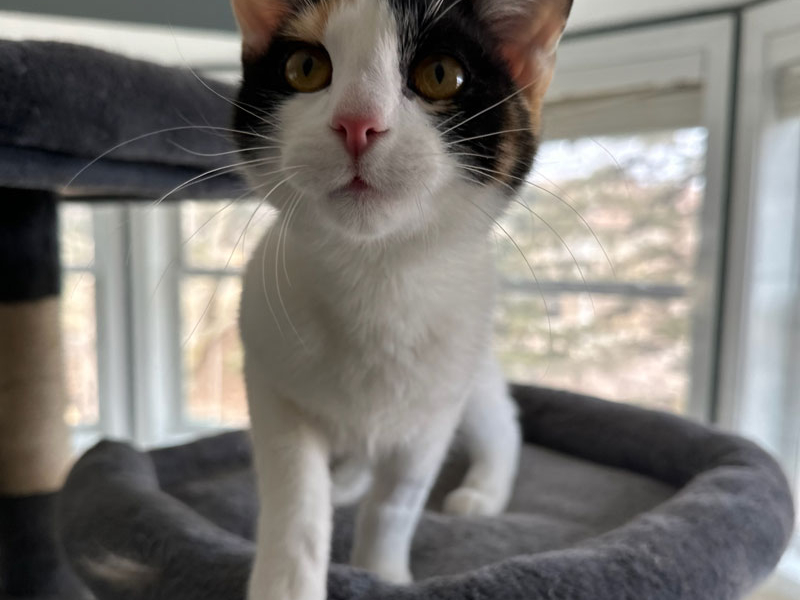Wendie – Adopted!