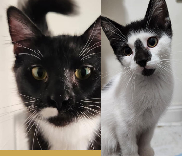 Gob and Buster – Adopted!