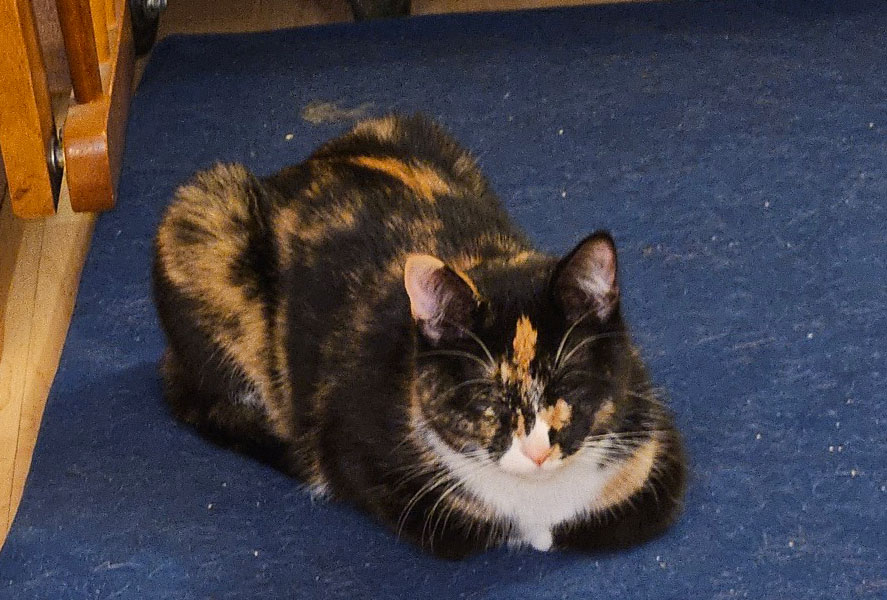 Lisa Frank – Adopted!