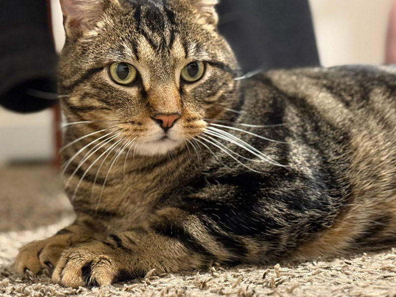 Phil – Adopted!