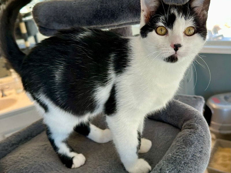 Willy – Adopted!