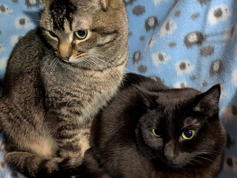 Clover and Glacier – Adopted!