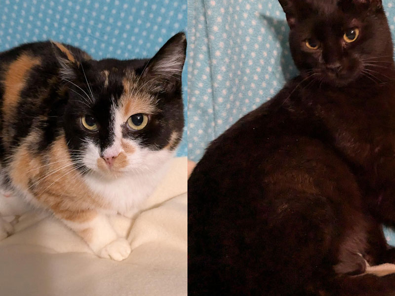 Poppy and Branch – Adopted!
