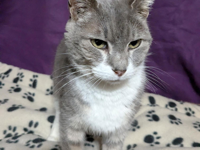 Smuckers – Adopted!