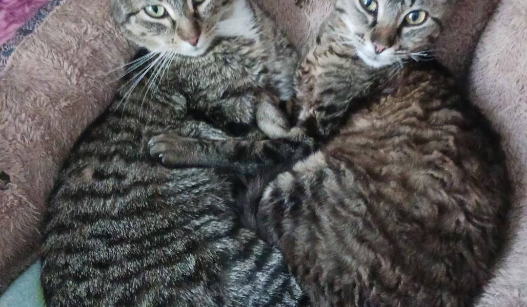 Cat-alog and Cat-alyst – Adopted!