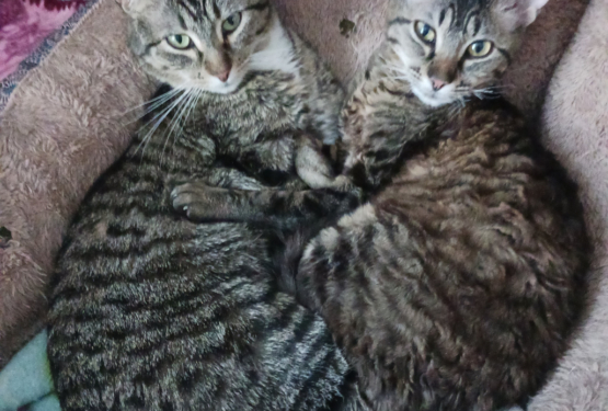 Cat-alog and Cat-alyst