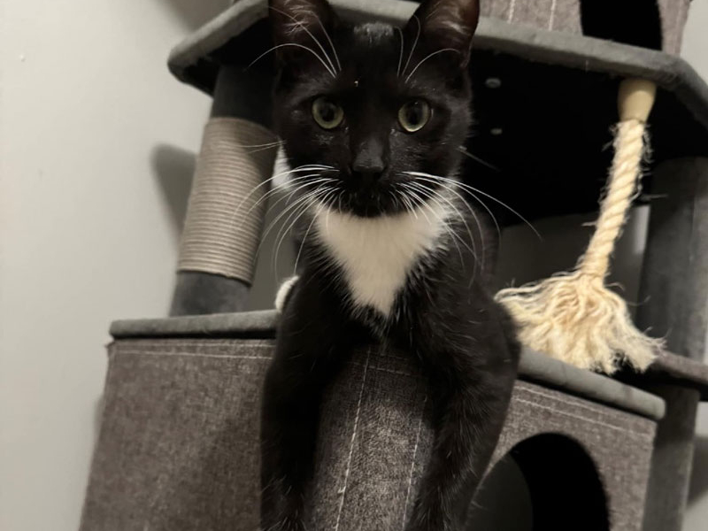 Fettuccine – Adopted!