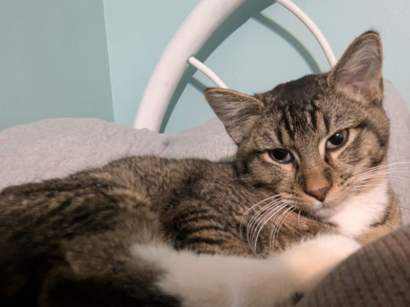 Biscuit King – Adopted!