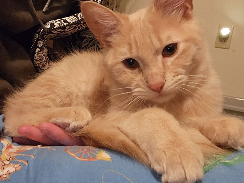 Locktite – Adopted!