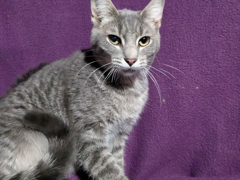 Maverick – Adopted!