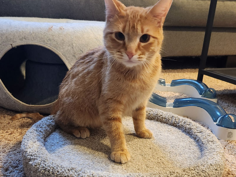 Ms. Persnickety – Adopted!