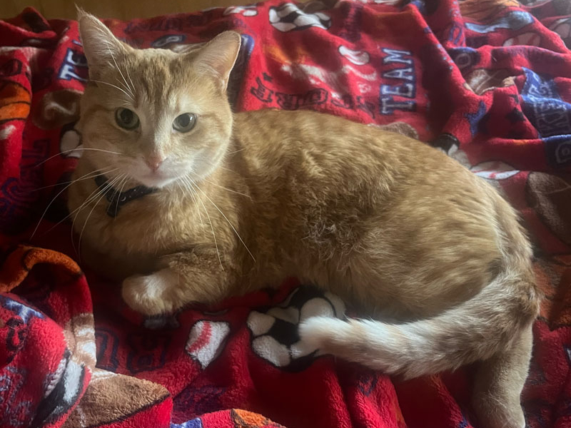 Cheez-It – Adopted