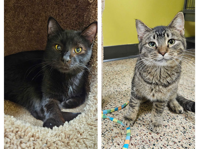 Felix and Valentine – Adopted!