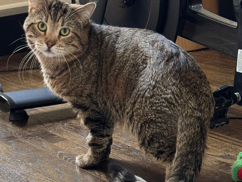 Chicken in a Biskit – Adopted!