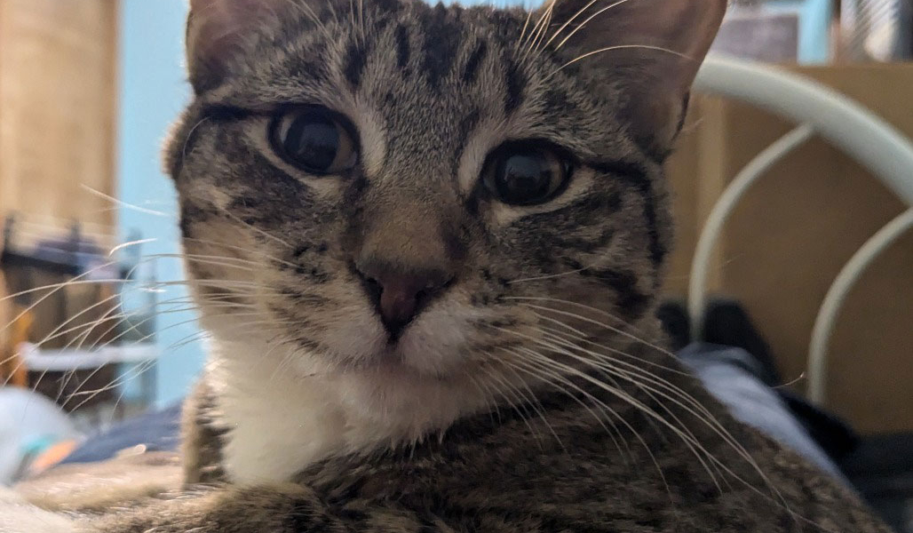 Three Wick Candle – Adopted!