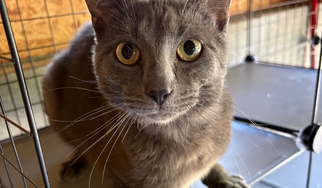 Reginald – Adopted!