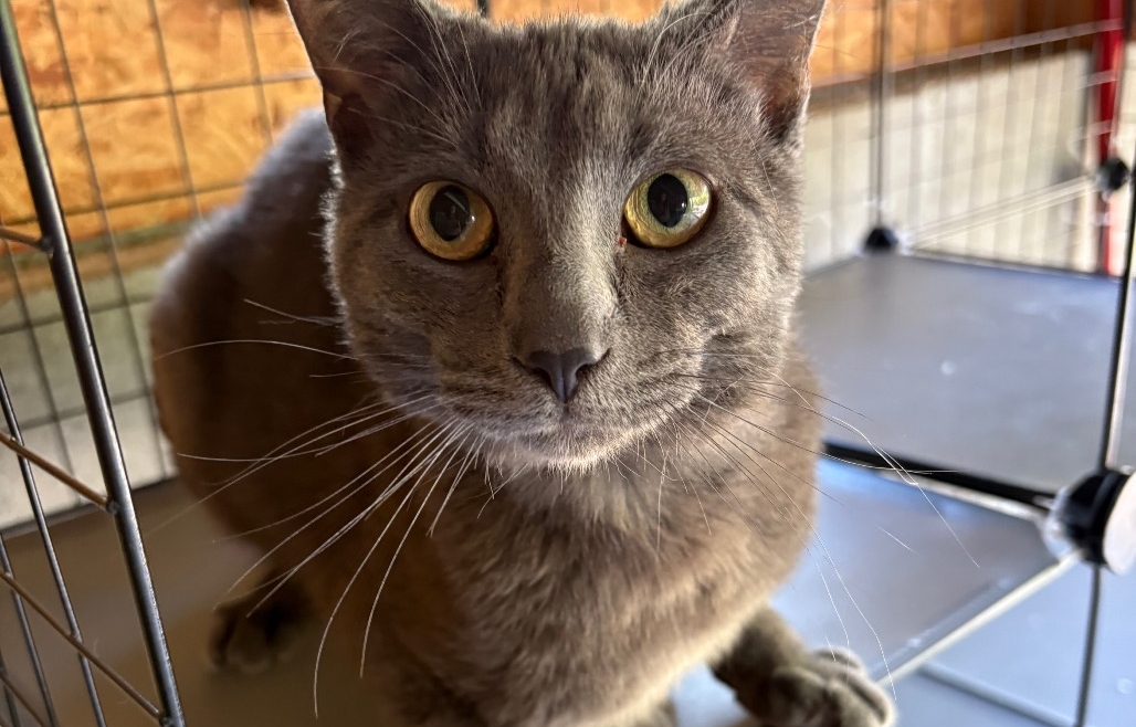 Reginald – Adopted!