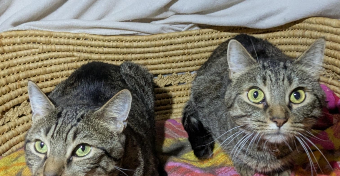 Tippie and Cowboy
